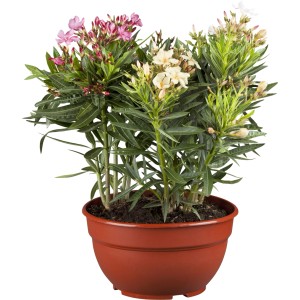 Oleander Multicolor im Topf, ca. 50cm hoch, mit roten und weißen Blüten.