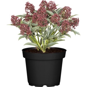 Japanische Skimmie 'Magic Marlot' im Topf, rosa Blütenrispen und weiß geränderte Blätter.