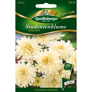 Samenpackung Quedlinburger Studentenblume Schneeball mit weißen, kugeligen Blüten.