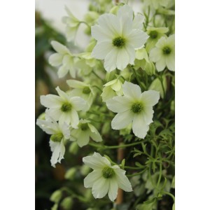 Waldrebe "Joe" Weiß Höhe ca. 40 - 60 cm Topf-Ø ca. 17 cm Clematis Hybride