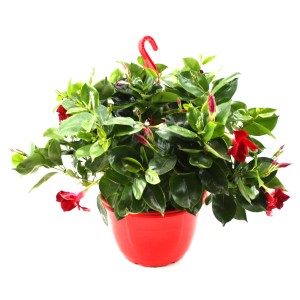 Dipladenia Rio Ampel XL im roten Topf, Rankpflanze mit roten Blüten.