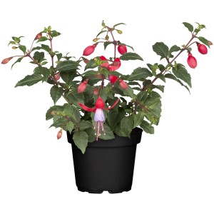 Fuchsie im Topf, ca. 30cm hoch. Blühende Kübelpflanze mit roten und lila Blüten.