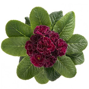 Kissenprimel 'Petticoat' im Topf, gefüllte, dunkelrote Blüten mit gewellten Rändern, grüne Blätter.