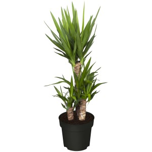 Palmlilie 'Tres Canas' mit 3 Stämmen im Topf, ca. 50cm hoch. Zimmerpflanze mit grünen Blättern.