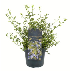 Kalifornischer Flieder "El Dorado" H. 20-30 cm Topf 2,3 l Ceanothus thyrsiflorus