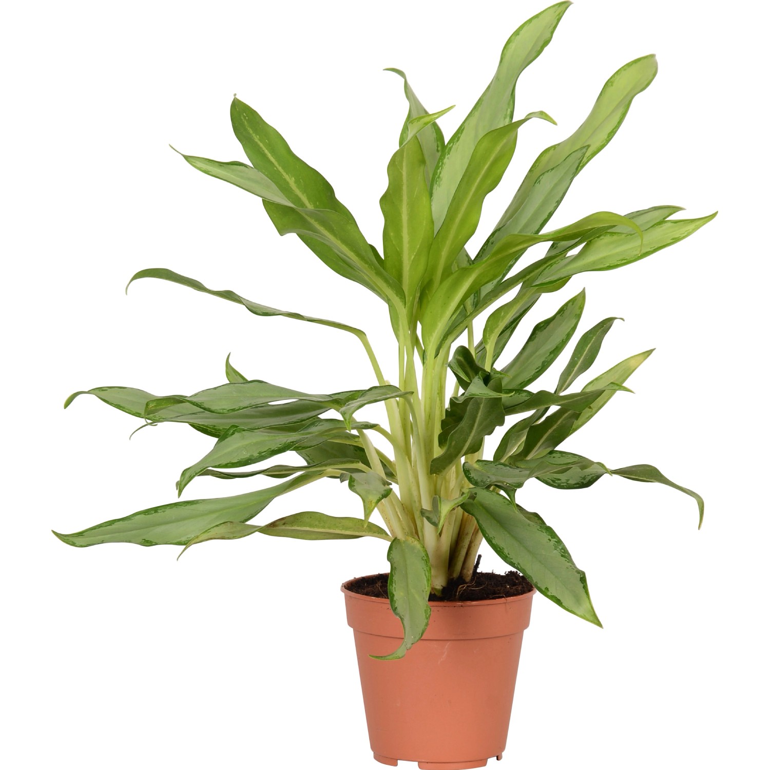 Kolbenfaden TopfØ ca. 12 cm kaufen bei OBI