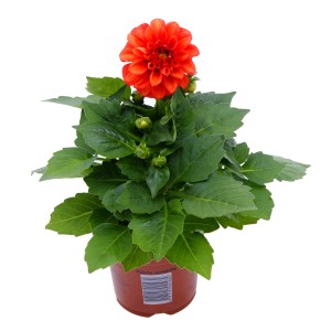 Orange Dahlie im Topf, ideal für Balkon und Garten. Blühende Staude mit grünen Blättern.