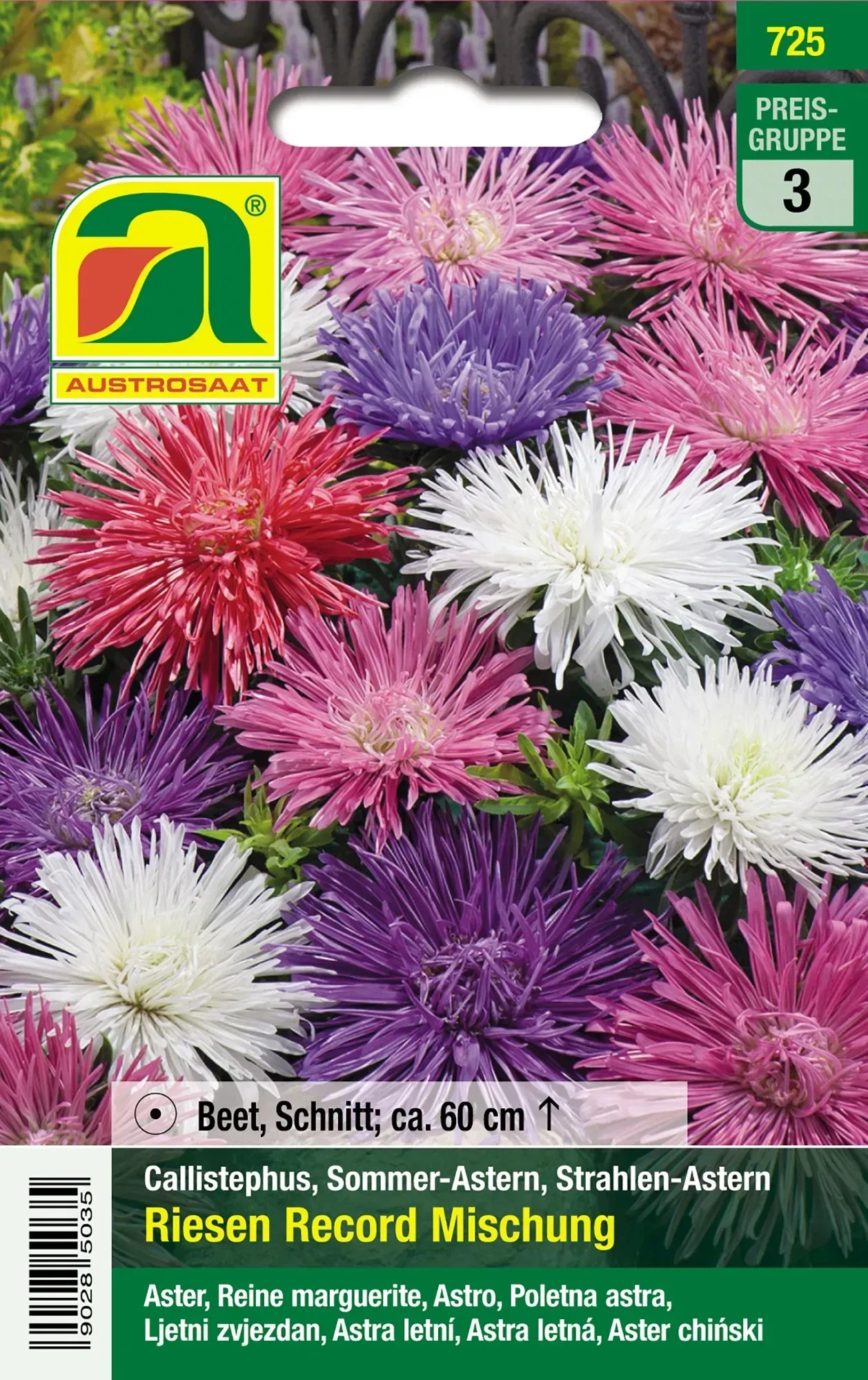 Astern Riesenstrahlen-Mischung – Einjährige Blumen Mit Riesigen Blüten (bis 20 Cm), Ideal Für Beet & Schnitt