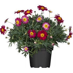 Strauchmargerite Mix im Topf, verschiedene Rottöne. Blühende Kübelpflanze für Balkon und Terrasse.
