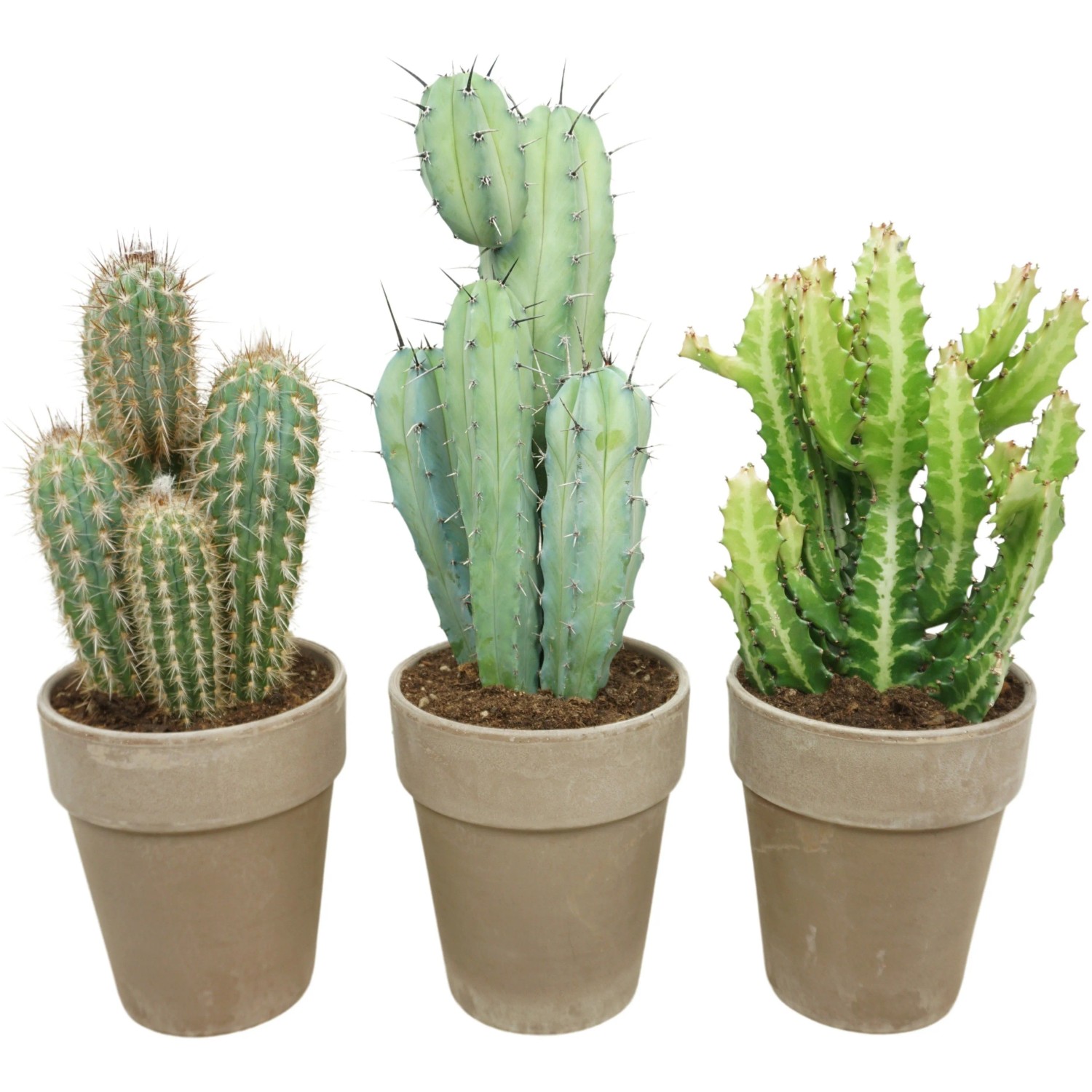 GROW by OBI Kaktus im Tontopf Sortenauswahl Topf- ca. 17 cm kaufen bei OBI