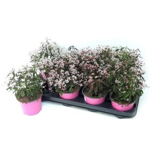 Wolfsmilch 'Flamingo' im pinken Topf, ca. 12 cm Ø, auf einem schwarzen Tray.