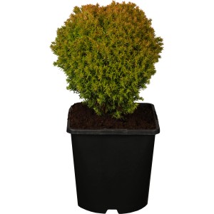 Kugeliger Lebensbaum Anniek im Topf, gelb-grüne Nadeln, ca. 15-20 cm hoch.