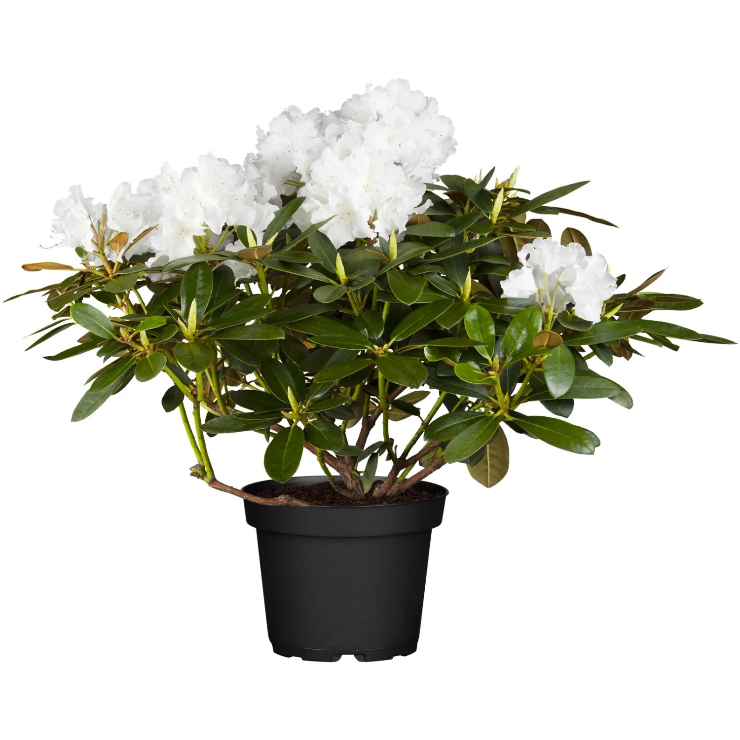 Rhododendren Wei kaufen bei OBI