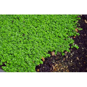 Dichtes, grünes Kubanisches Perlenkraut (Hemianthus callitrichoides Cuba) als Aquariumpflanze.