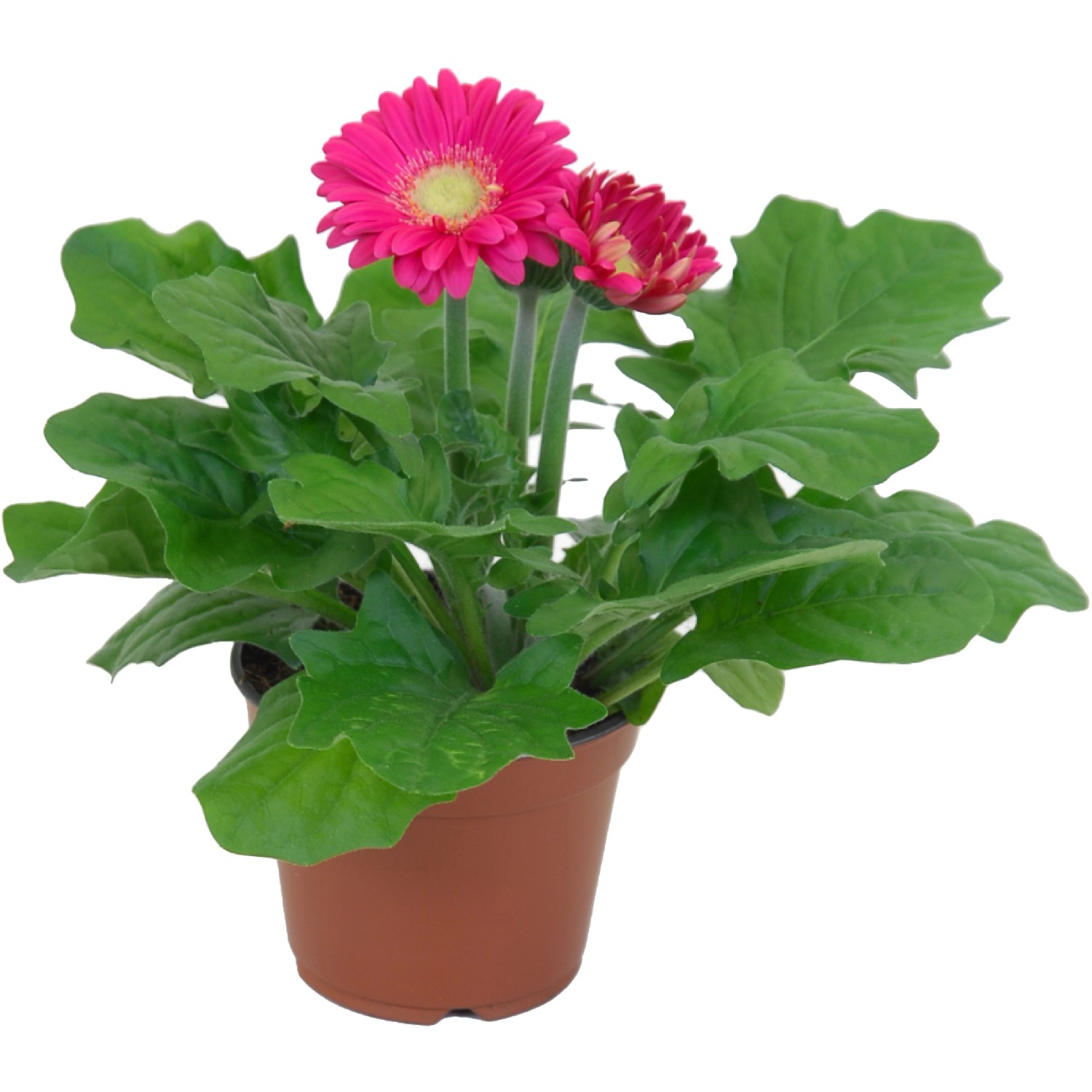 Gerbera mittelgroß verschiedene Farben TopfØ ca. 10 cm Gerbera kaufen
