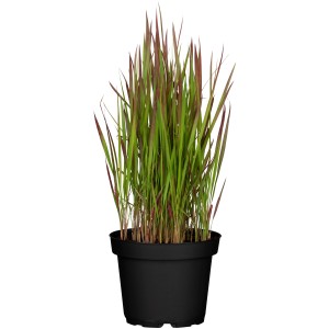 GROW by OBI Japanisches Blutgras "Red Baron" Braunrot Topf-Ø ca.14 cm Imperata