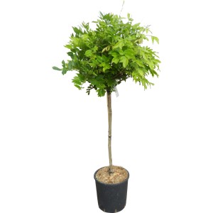 Blauregen Issai Rosea und Shirokapitan Fuji im Topf, ca. 120cm hoch, grüne Blätter.