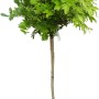 Blauregen Issai Rosea und Shirokapitan Fuji im Topf, ca. 120cm hoch, grüne Blätter.