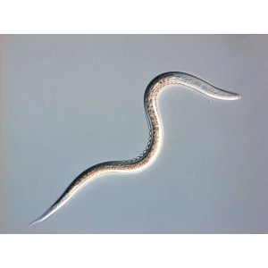 Nematode zur Schädlingsbekämpfung: Biohelp Nützlinge gegen Engerlinge.