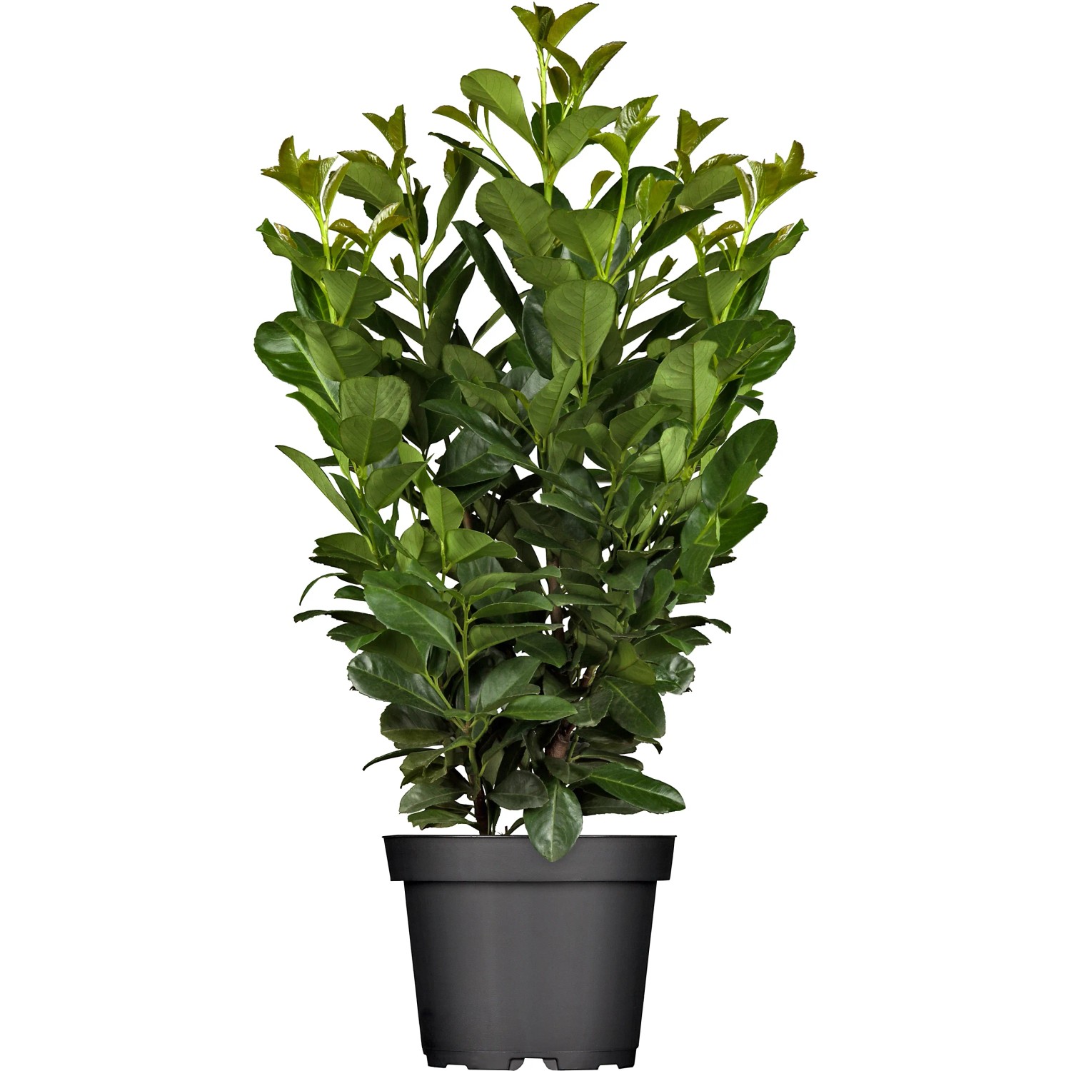 Kirschlorbeer "Etna" Hhe ca. 100 - 120 cm Topf ca. 15 l Prunus  laurocerasus kaufen bei OBI