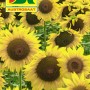 Austrosaat Sonnenblumen Saatgut, einfache gelbe Mischung für Beet und Schnitt.