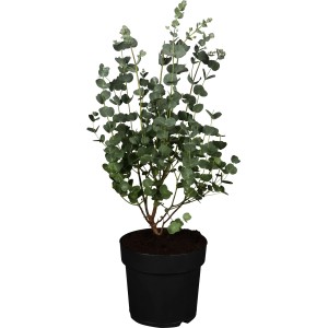 Eukalyptus "Azura" Busch Höhe ca. 40 - 60 cm Topf-Ø ca. 19 cm Eucalyptus