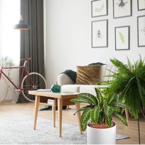 Zimmerpflanze im weißen Topf mit Westland Tongranulat 3 l im Wohnzimmer.