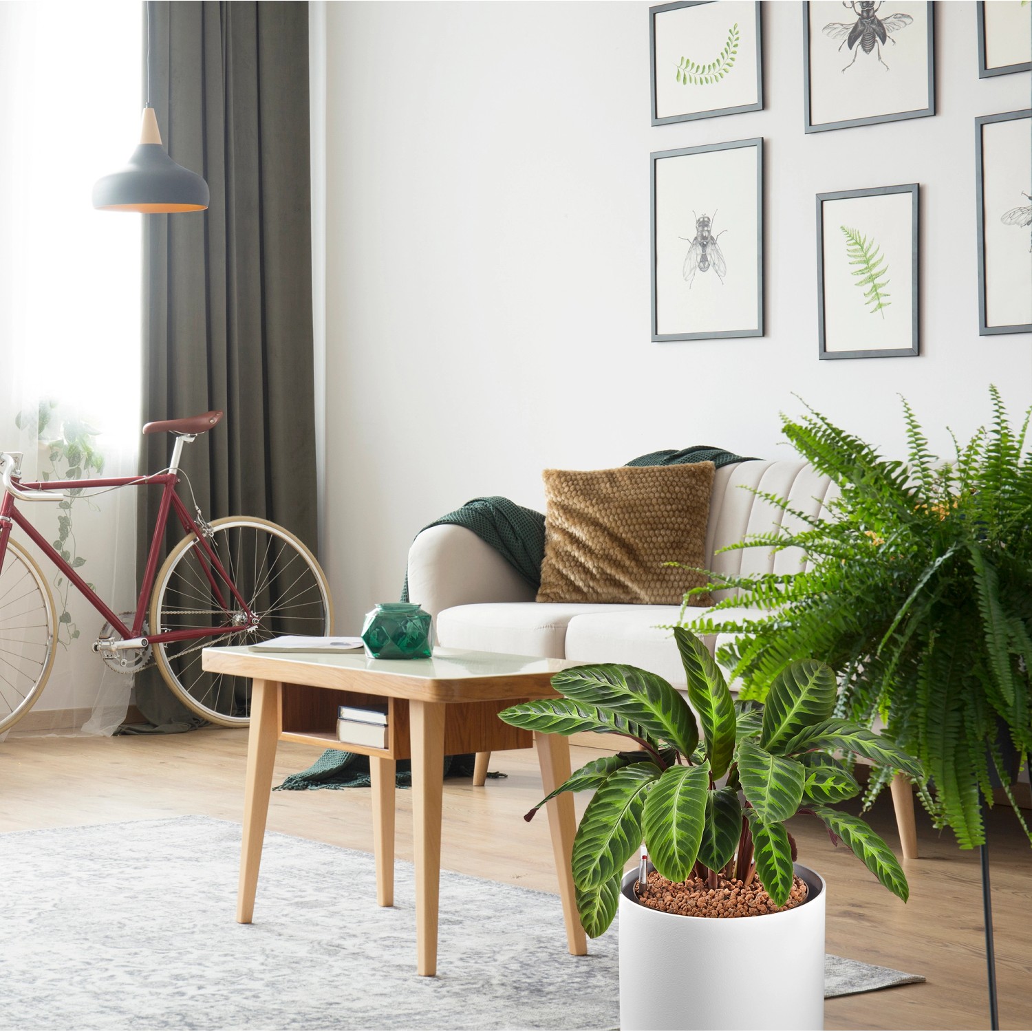 Zimmerpflanze im weißen Topf mit Westland Tongranulat 3 l im Wohnzimmer.