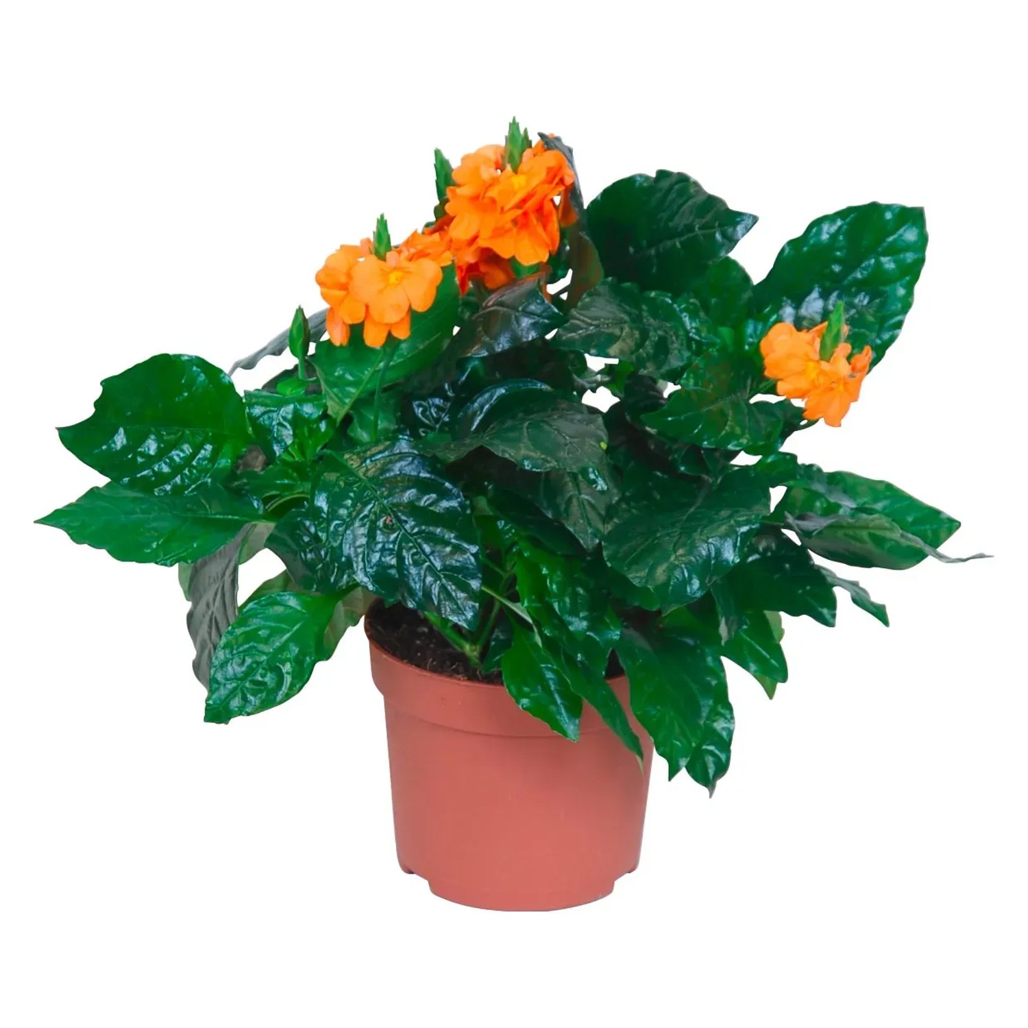 Crossandra Orange Topf- ca. 13 cm Crossandra kaufen bei OBI