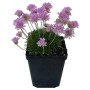 Grasnelke Splendens Rosa im Topf, Armeria maritima mit rosa Blüten.