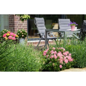 Zwerg-Rhododendron Bloombux Magenta im Garten, rosa Blüten, grüne Blätter.