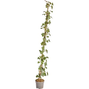 Großblättriger Irischer Efeu im Topf, ideal für eine dichte Efeuhecke. 50 Stück im Set.