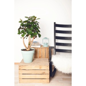 Fiederaralie 'Fabian' im Topf, ca. 85-95cm hoch, mit runden, grünen Blättern als Zimmerpflanze.