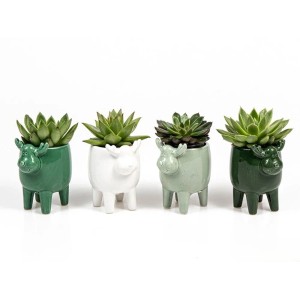 Echeverie in Rentier-Keramik Auswahl Topf-Ø ca. 6 cm