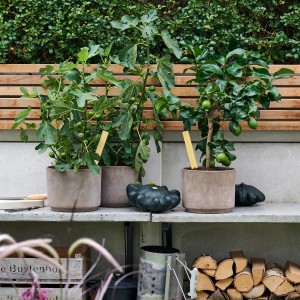 Blu Echte Feige im Topf (ca. 12 cm Ø) mit grünen Früchten auf einer Ablage.