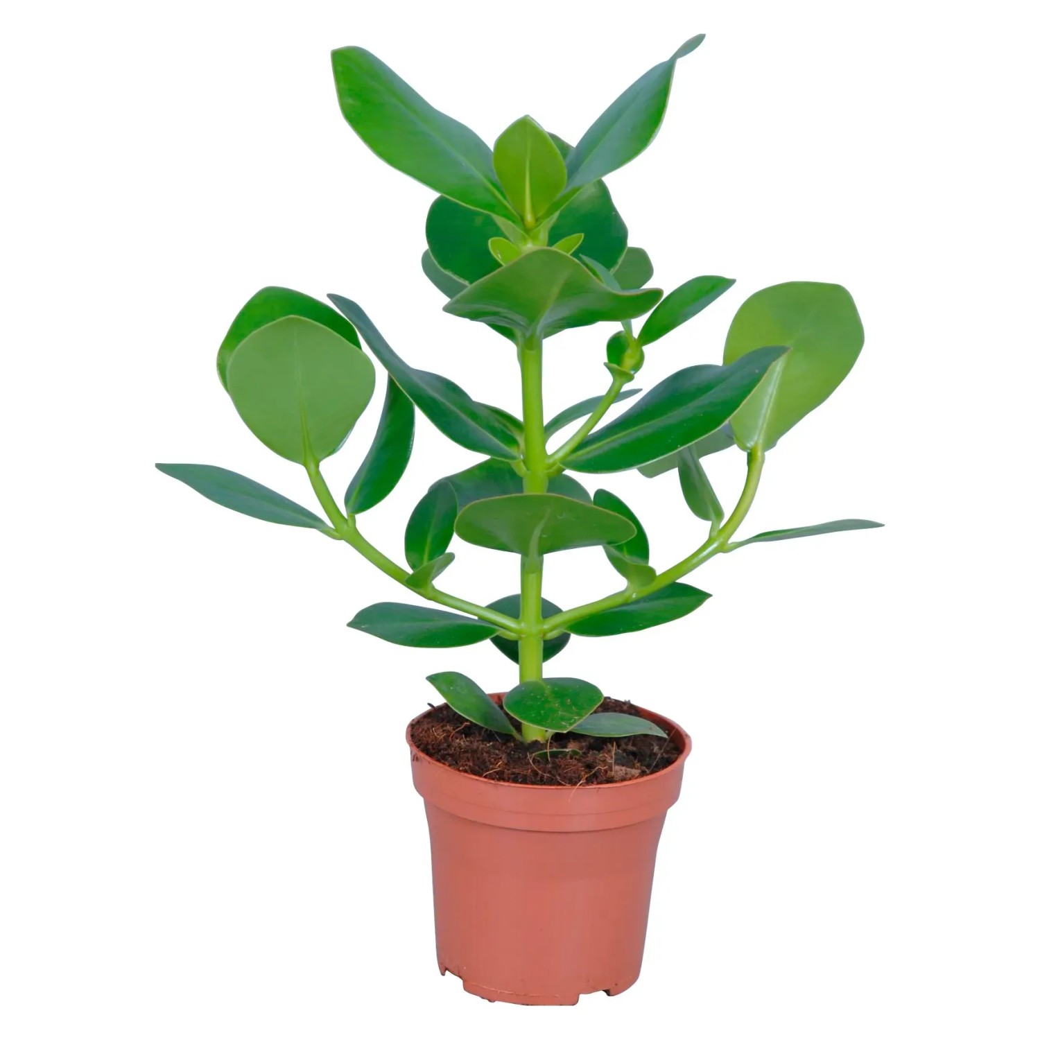 künstliche pflanzen rätsel Coradoma® Künstliche Pflanzen 3er Set im Topf main image 0