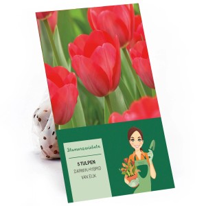 Verpackung mit 5 rosa-roten Tulpen Darwin Hybrid Van Eijk Blumenzwiebeln.