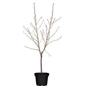 Rotlaubiger Pfirsichbaum Nigra im Topf, ca. 100-120cm hoch.