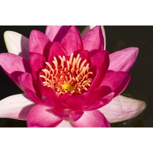 Nahaufnahme einer roten Seerose (Nymphea) mit gelber Mitte, Topfgröße ca. 10 cm.