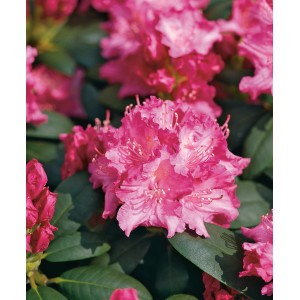 Nahaufnahme des pinkfarbenen OBI Yaku-Rhododendron Tatjana mit grünen Blättern.