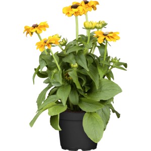 Niedriger Sonnenhut (Rudbeckia) im Topf, gelbe Blüten mit dunkler Mitte.