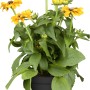 Niedriger Sonnenhut (Rudbeckia) im Topf, gelbe Blüten mit dunkler Mitte.