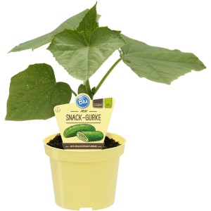 Blu Gurke Mini-Snack im Topf (Ø 12cm). Junge Gurkenpflanze mit grünen Blättern in gelbem Topf.