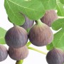 GROW by OBI Echte Feige mit reifen, violetten Früchten und grünen Blättern am Zweig.