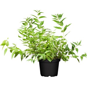 Erdbeerduft Deutzie 'Strawberry Field' im Topf, ca. 40-60cm, grüne Blätter.