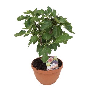 Echte Feige (Ficus carica) als Busch im Topf, ca. 20-30 cm hoch.