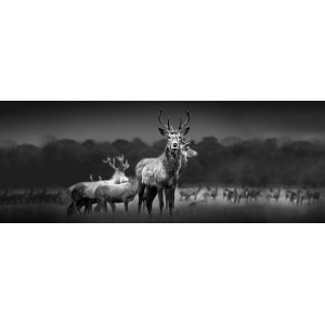 Glasbild Herd Of Deer, 80x30 cm, Schwarz-Weiß-Fotografie einer Hirschgruppe auf einer Wiese.