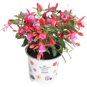 Fuchsie Summer Survivors im Topf, Farbenauswahl mit pink-roten Blüten. Dekorative Sommerpflanze für Balkon und Garten.