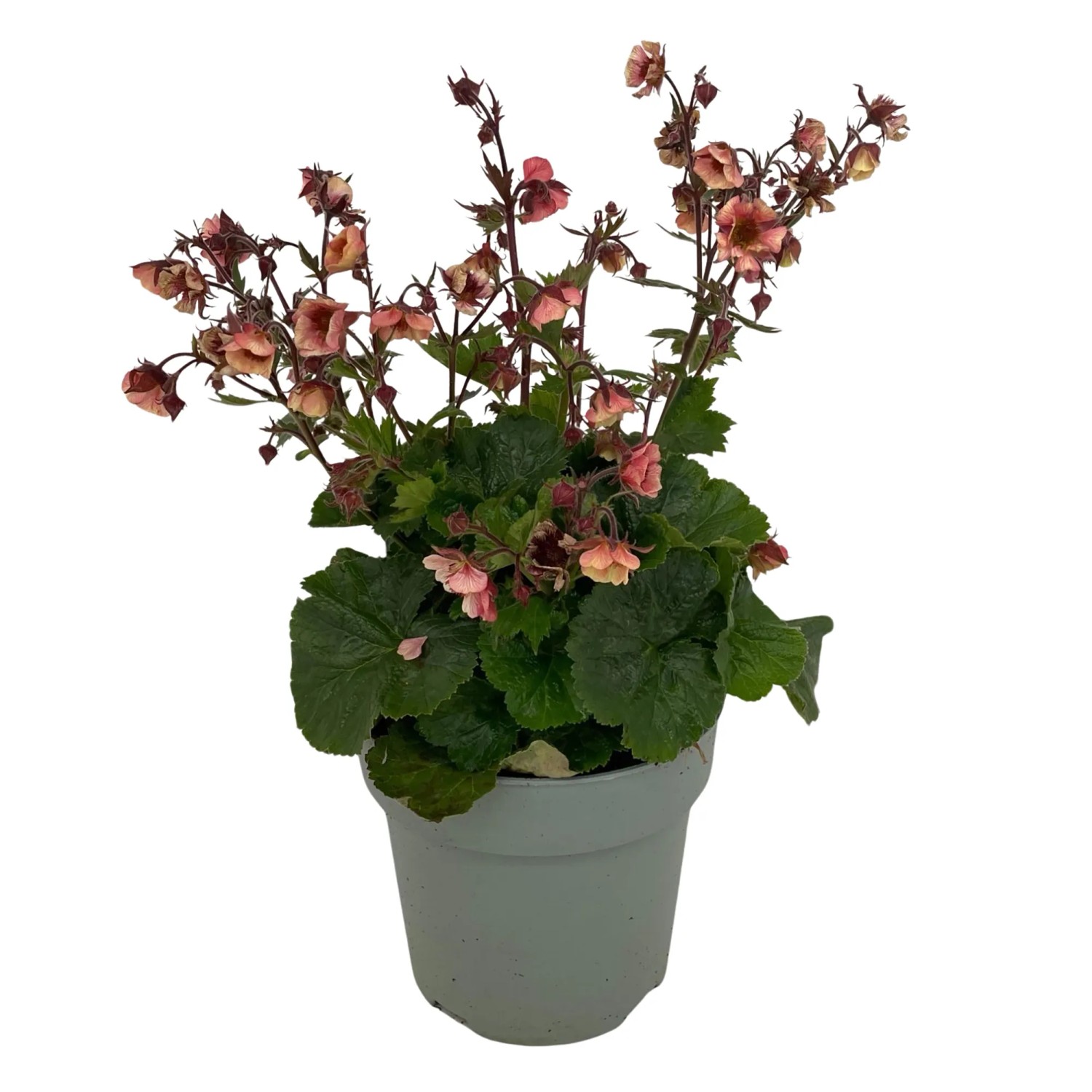 Mytinyworld Puppenhaus-Tapete – 5 Stück Dunkelrosa Kletterrose, 1:12 Maßstab, 200 G/m²