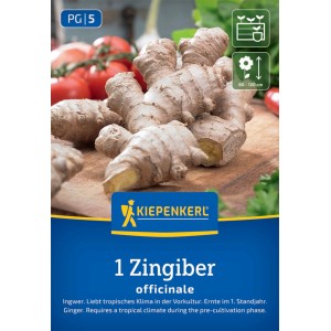 Kiepenkerl Ingwer (Zingiber officinalis) auf Holzbrett, mit Tomaten im Hintergrund.